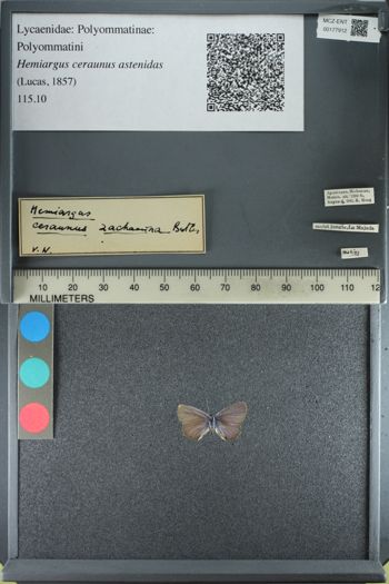 Media type: image;   Entomology 177912